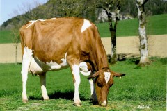 Menoud Red - Rosy Nino RIWANON - 100000kg