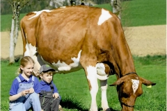 Menoud Red - Rosy Nino RIWANON - 100000kg