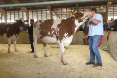 Menoud Red Jonah ANIKA - Championne SF Neuch' Expo 2015
