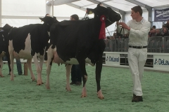 Menoud Red Lauthority KYLIE - 1er rang et mention honorable junior Holstein - Arc Jurassien Expo 2016