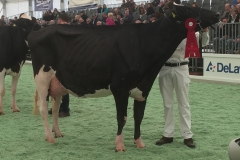 Menoud Red Lauthority KYLIE - 1er rang et mention honorable junior Holstein - Arc Jurassien Expo 2016