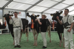 Menoud Red Lauthority KYLIE - mention honorable junior Holstein - Arc Jurassien Expo 2016