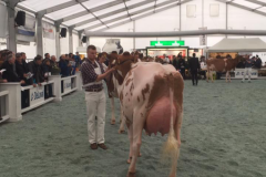 Menoud Red Jonathan BARBY - Championne Red Holstein - Junior Arc Expo 2017