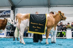 James TAMIANA - championne suprême race mixte - Arc Jurassien Expo - Saignelégier - mars 2024