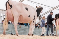 Menoud Red Altadateline MADI - 2ème rang, réserve championne HO et réserve championne du pis HO - Neuch'Expo 2024