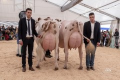 Menoud Red Banco NAIROBI - 2ème rang, réserve championne RH et championne du pis RH - Neuch'Expo 2024