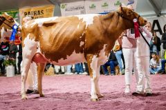 FaMiMa Levin DABINA 1ère. Championne du pis et réserve championne RH -  Junior Arc Expo 2025