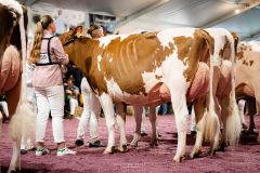 FaMiMa Levin DABINA 1ère. Championne du pis et réserve championne RH -  Junior Arc Expo 2025