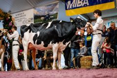 Menoud Red Mastro RIVALE 3ème - Junior Arc Expo