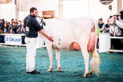 PJP Mirand SLAME - 2eme / 5e finaliste championnat du pis Arc Jurassien Expo