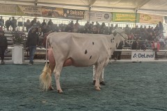 PJP Mirand SLAME - 2eme / 5e finaliste championnat du pis Arc Jurassien Expo